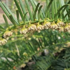 Prostrate Japanese Plum Yew 2