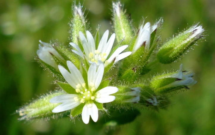 Clammy Chickweed