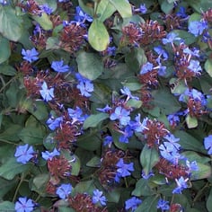 Blue Leadwort 2