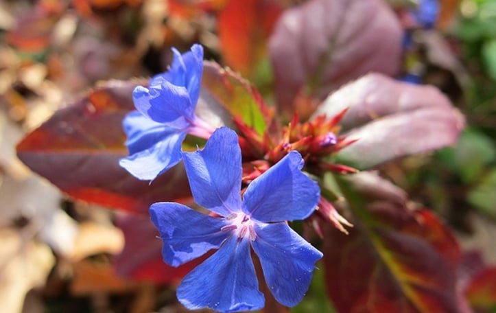 Blue Leadwort
