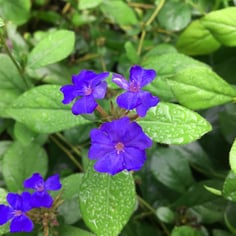 Blue Leadwort 3