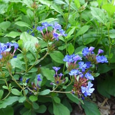 Blue Leadwort 4