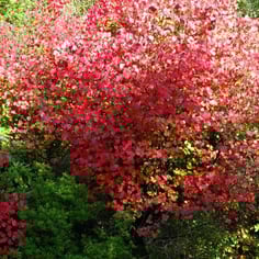 Japanese Judas Tree 2