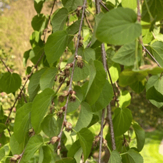 Japanese Judas Tree 3