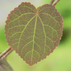 Japanese Judas Tree 4