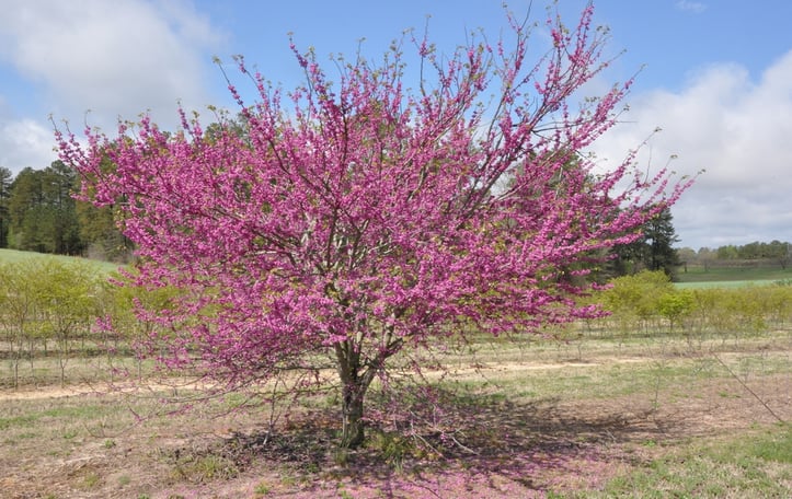 Cercis canadensis 'Pink Pom Poms'