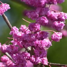 Cercis canadensis 'Pink Pom Poms' 3