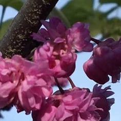 Cercis canadensis 'Pink Pom Poms' 4