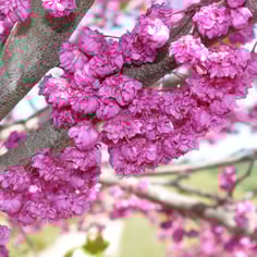 Cercis canadensis 'Pink Pom Poms' 2