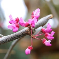 Mexican Redbud 2