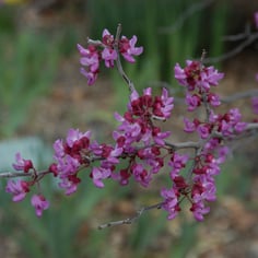 Mexican Redbud 4
