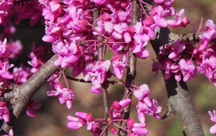 Traveller Weeping Texas Redbud