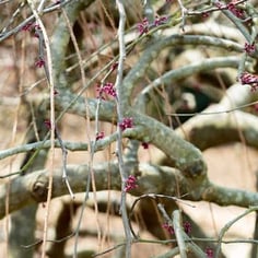Traveller Weeping Texas Redbud 2