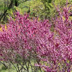 Chinese Redbud 4