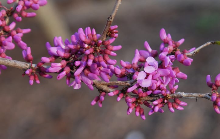 Chinese Redbud