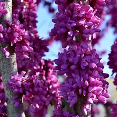 Chinese Redbud 3