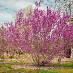 Chinese Redbud 2