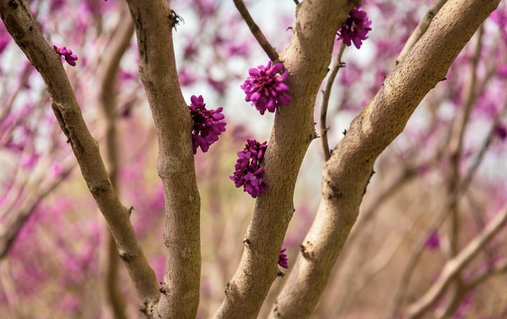 Chinese Redbud