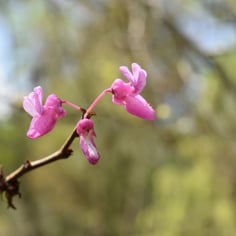 Chinese Redbud 3