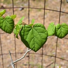 Afghanistan Redbud 3