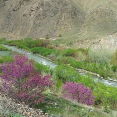 Afghanistan Redbud 4