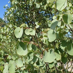 Afghanistan Redbud 2