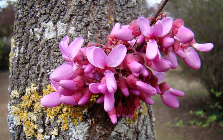 Judas Tree