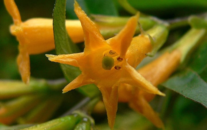 Night-blooming Jasmine