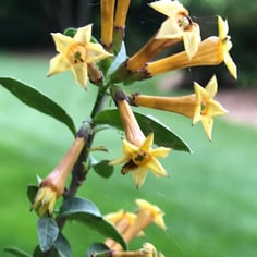 Night-blooming Jasmine 2