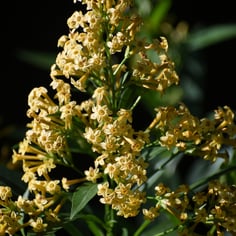 Night-blooming Jasmine 3