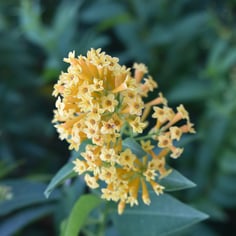 Night-blooming Jasmine 4