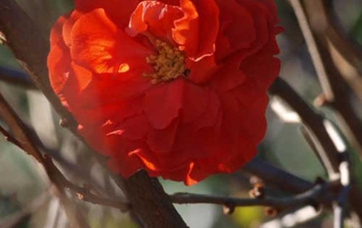 Double Take Orange Flowering Quince