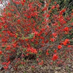 Double Take Orange Flowering Quince 2
