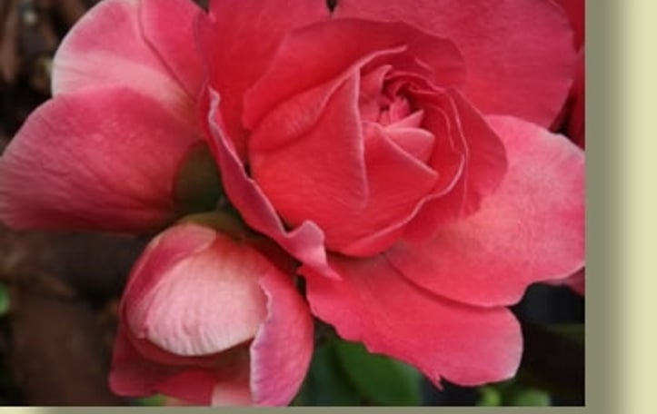 Double Take Pink Flowering Quince