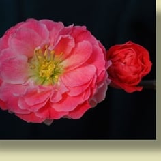 Double Take Pink Flowering Quince 2