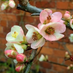 Common Flowering Quince 4