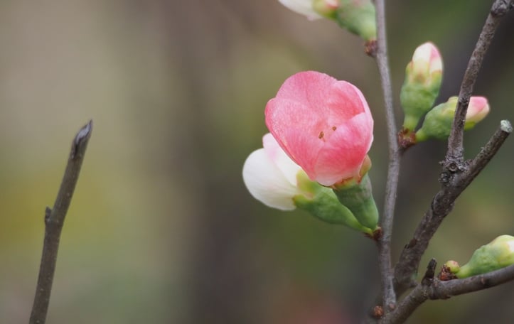 Common Flowering Quince