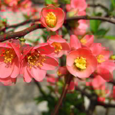 Common Flowering Quince 2