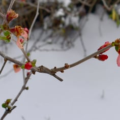 Common Flowering Quince 3