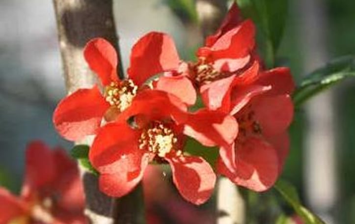 Flowering Quince