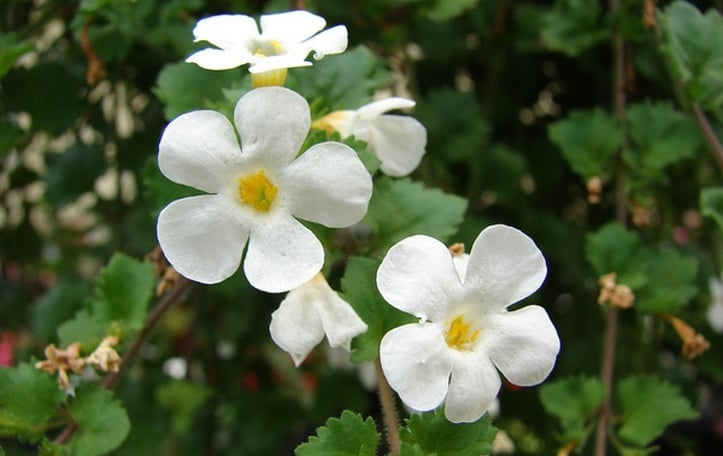 Bacopa