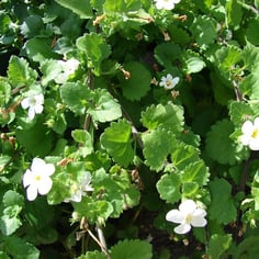 Bacopa 2