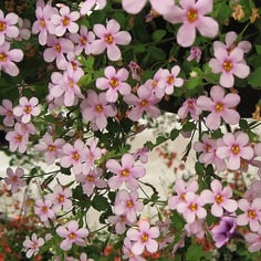 Bacopa 4