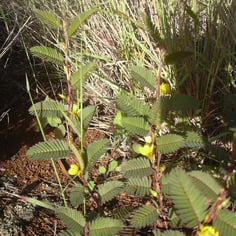 Common Sensitive-plant 3
