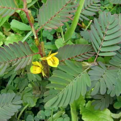 Common Sensitive-plant 2