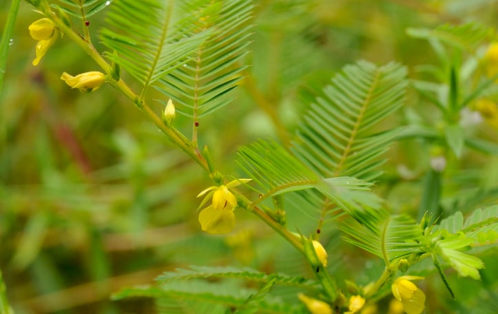 Common Sensitive-plant