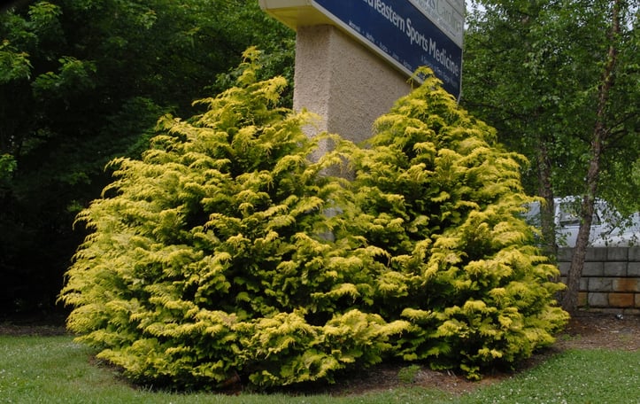 Golden Hinoke Cypress