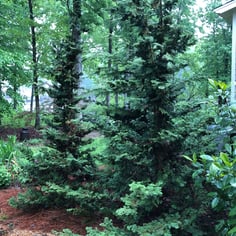 Slender Hinoki false cypress 3