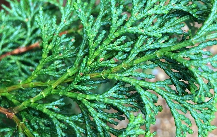 Slender Hinoki false cypress