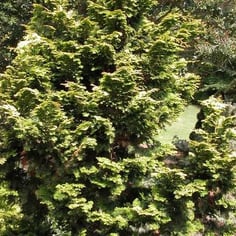 Koster's Hinoke Falsecypress 2